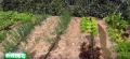Bild 2 von IrriGo Gemüse-Bewässerungs-Set 150m2, 22-teilig