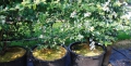Bild 4 von Druckkompensierter CNL Tropfer PC iDrop 2.2 ltr/h, 50-60cm Mikroschlauch und Stake