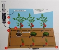 Gemüse-Bewässerungs-KIT, 41-teilig